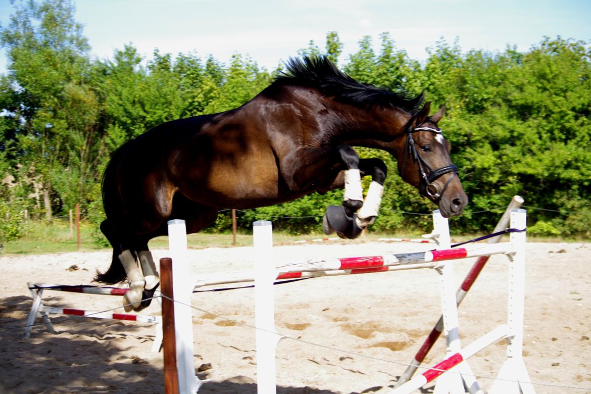 Dansk Varmblod Baunehøjens Fürst Flügger billede 3