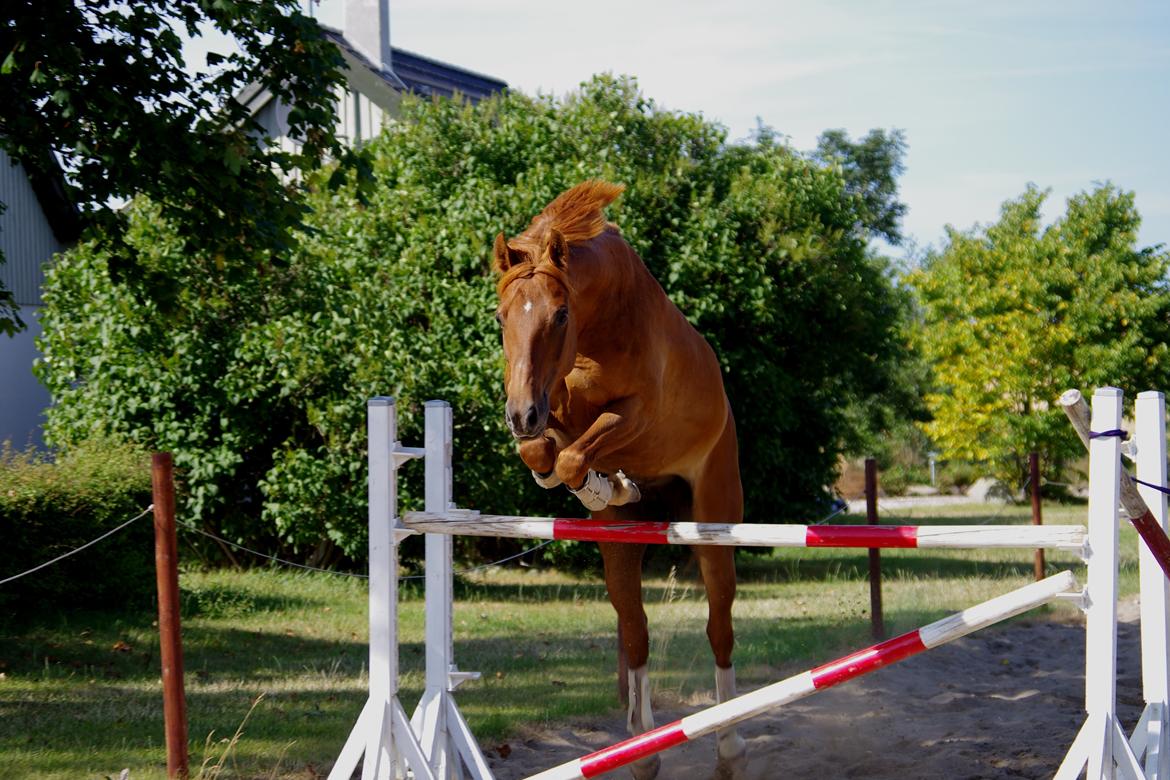 Anden særlig race Hercules billede 17