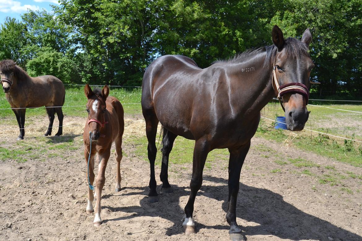 Traver Hurtis - Hurtis med sit 3 føl :-) billede 10