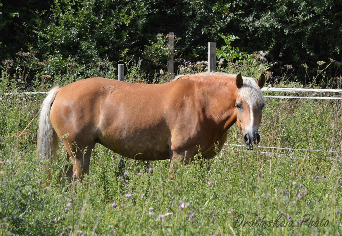 Tyroler Haflinger Minka af Brunbjerg - Står og kigge lurer. <3 billede 20