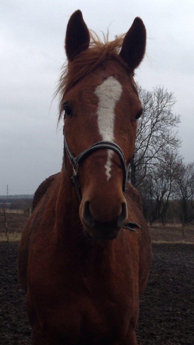 Dansk Varmblod Ørnemosegårds Ecco - Pjuskede baby Ecco på 3 år  billede 18