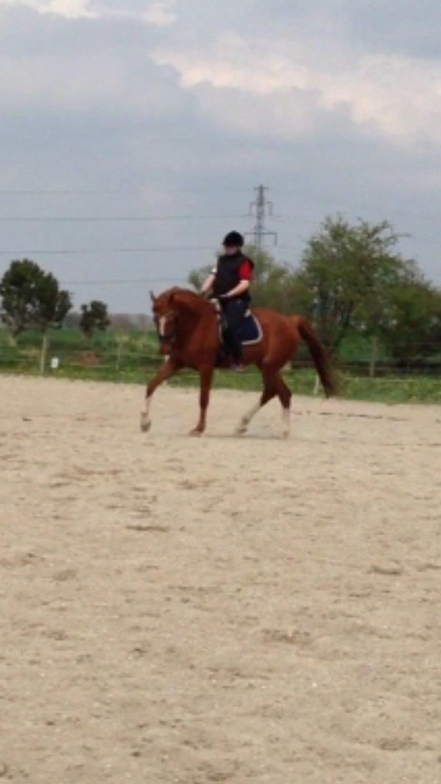 Dansk Varmblod Ørnemosegårds Ecco - Ecco og jeg - sommer 2013 billede 15