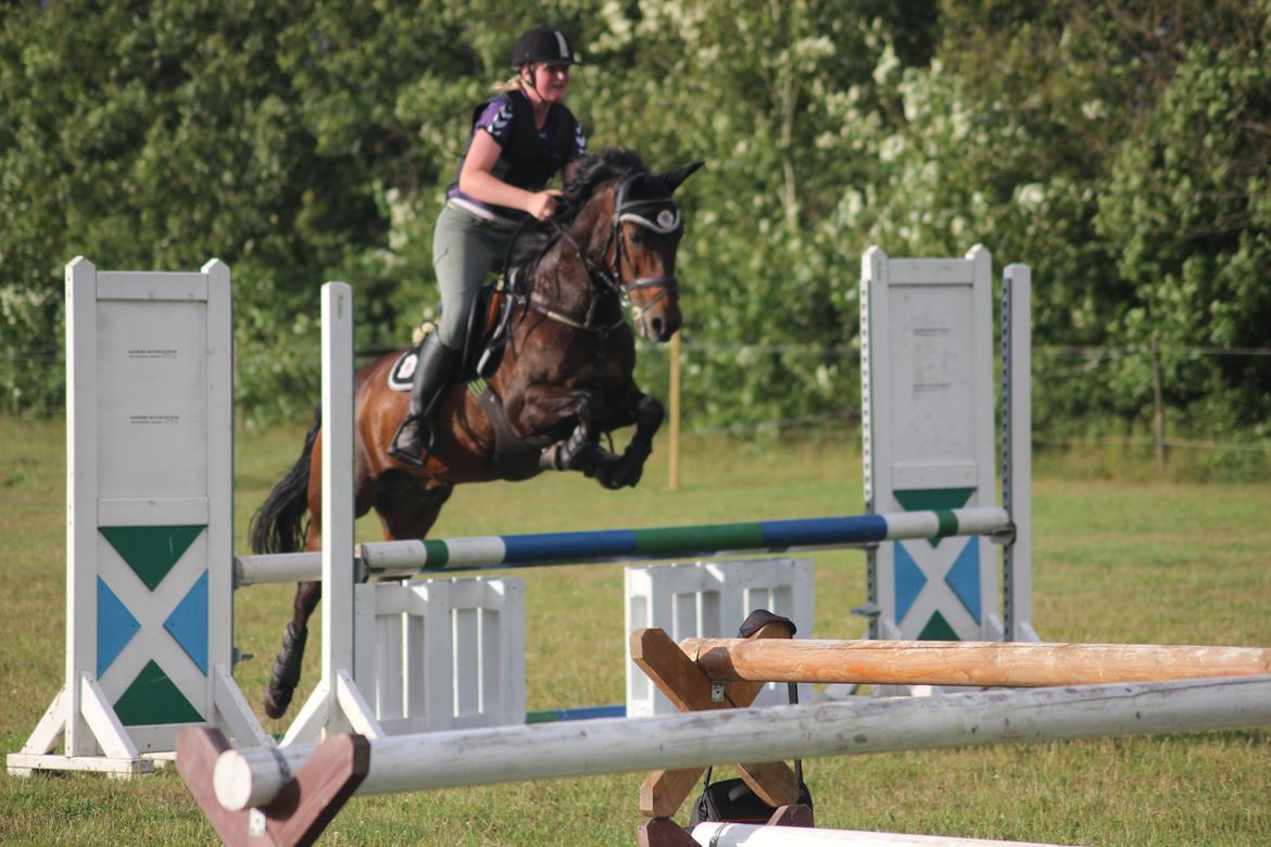 New Forest Elmholts Granat billede 5