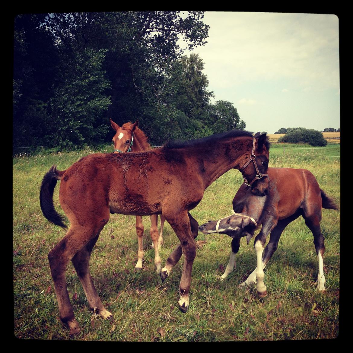 Holstener Can it be better AX billede 10