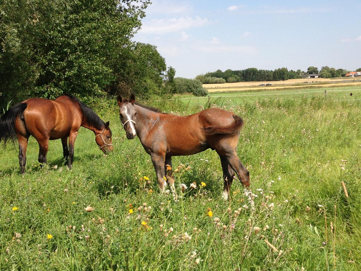 Dansk Varmblod Quality Sun AX  HINGST billede 23