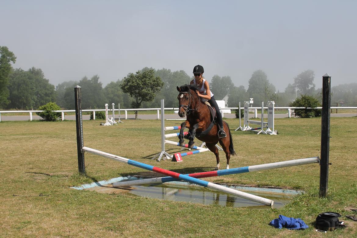 Anden særlig race Jiva billede 14