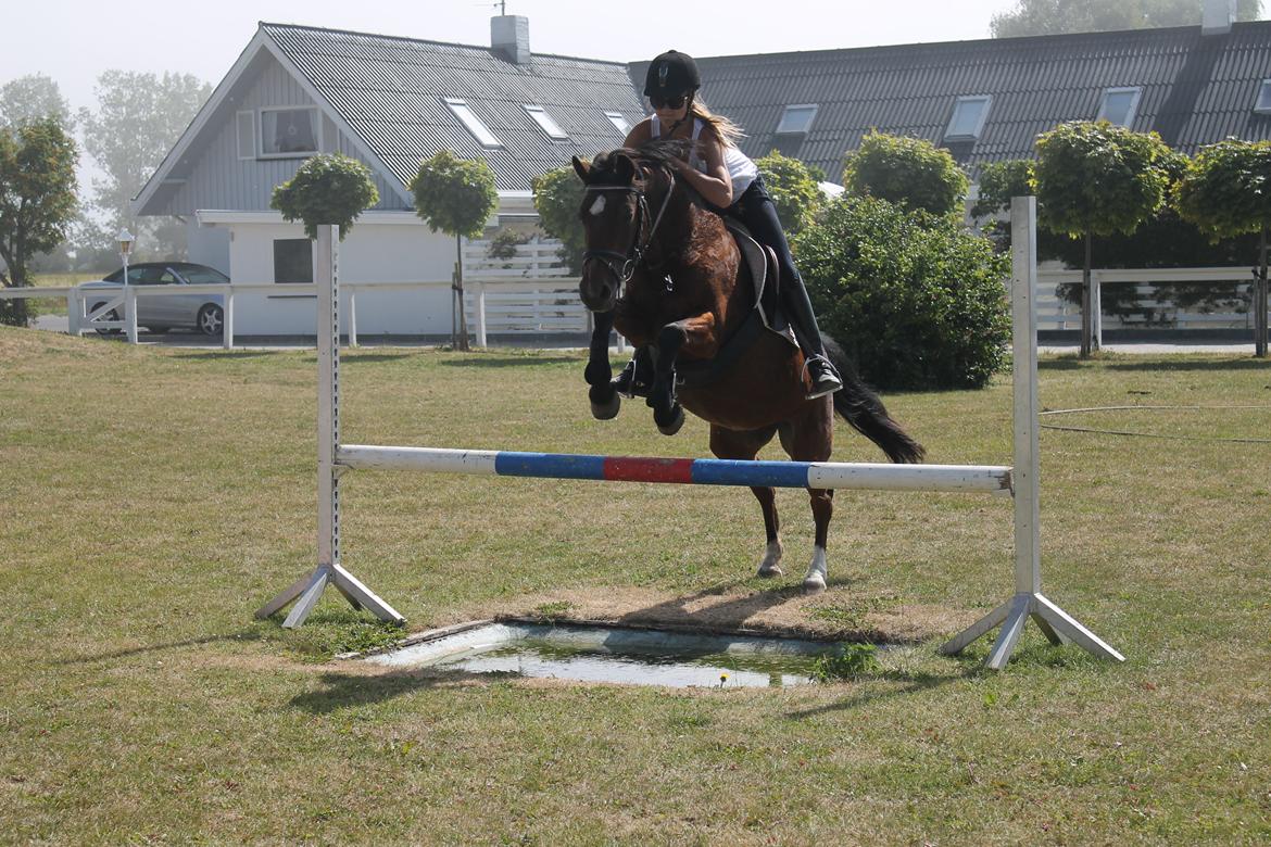 Anden særlig race Jiva billede 15