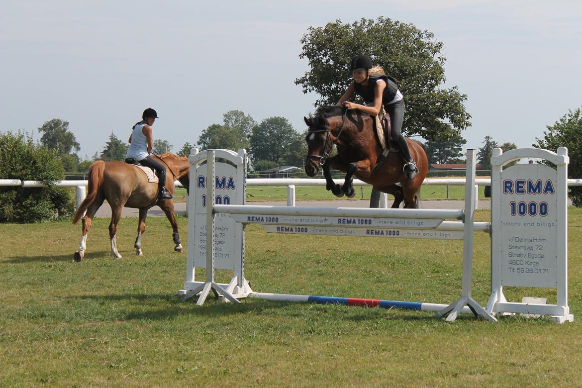 Anden særlig race Jiva billede 16