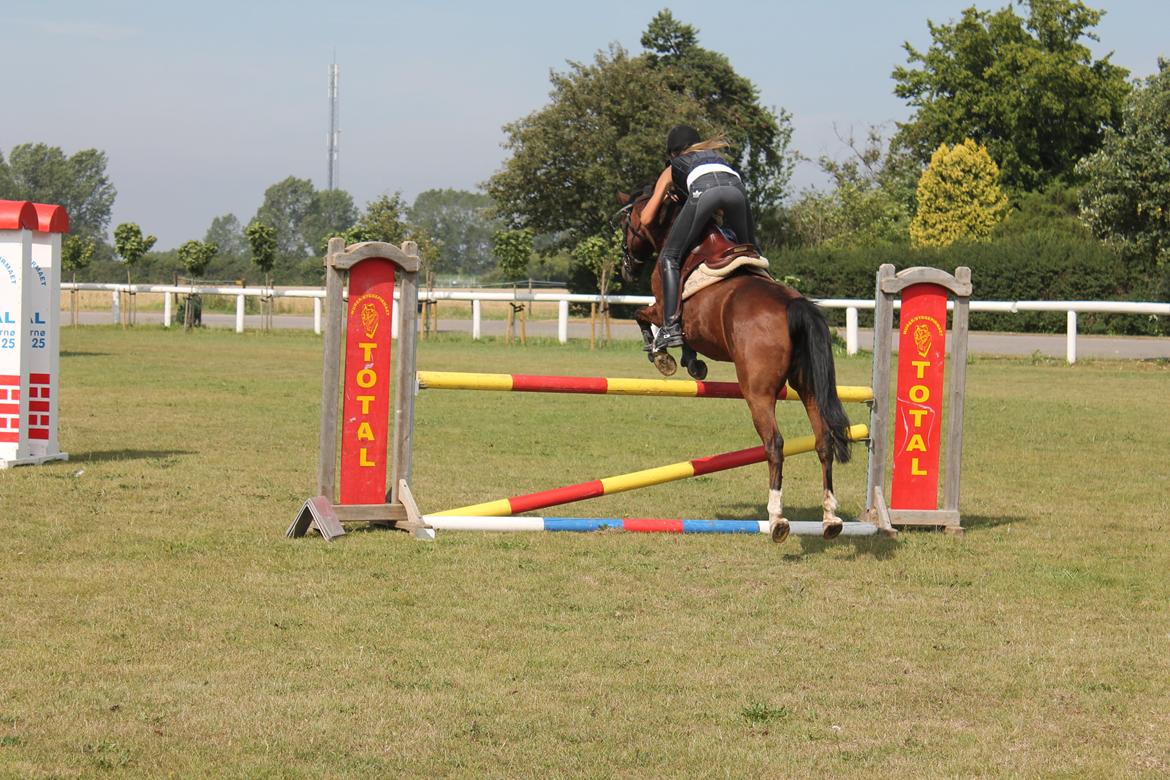 Anden særlig race Jiva billede 17