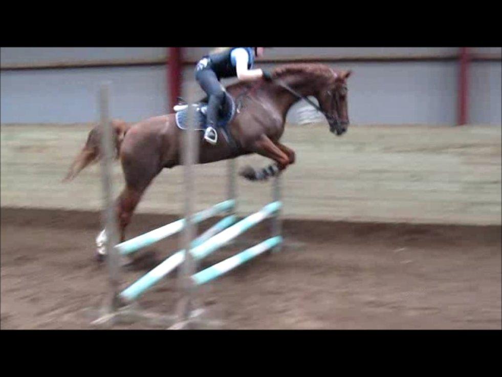 Dansk Varmblod Asterix billede 2