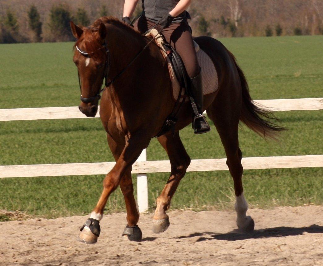 Dansk Varmblod Asterix billede 18