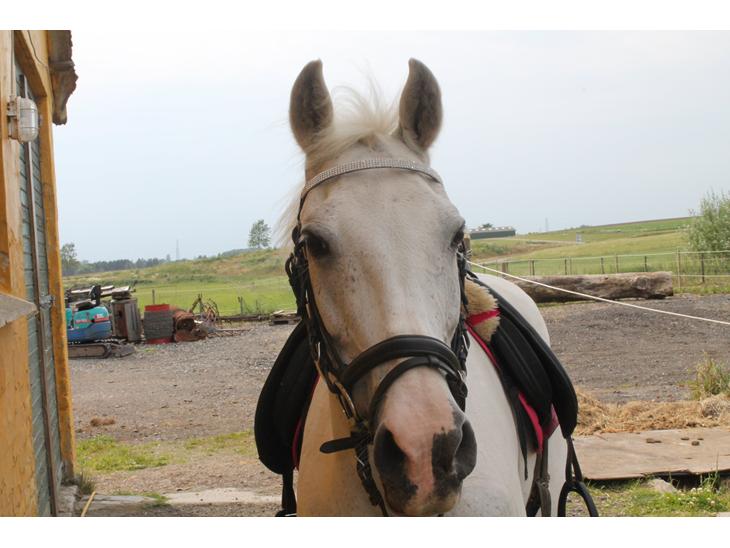 {{currentPhoto.altText}} billede {{currentPhoto.number}}