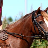 Welsh Pony (sec B) Maccoy, (Udlånt). Ejer: Annika Rosenqvist