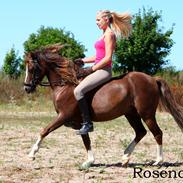 Welsh Pony (sec B) Maccoy, (Udlånt). Ejer: Annika Rosenqvist