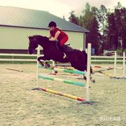 Hollandsk Sportspony | Radec<3 | (Toblerone)