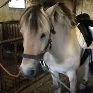 Fjordhest Dito Tidselbjerg [Rider]