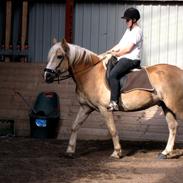 Haflinger Rico mit problembarn! R.I.I :,( !!!!