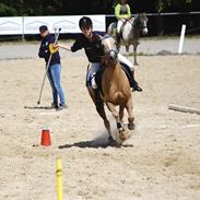 Hollandsk Sportspony Elsa (Eliza) - Lånepony