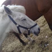 Anden særlig race Texas - Part