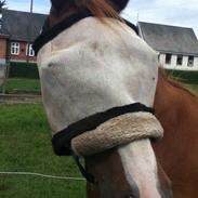 Anden særlig race smirnoff/sif