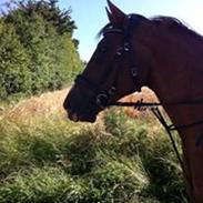 Anden særlig race smirnoff/sif