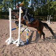 Anden særlig race Prins