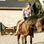 Koldblodstraver Bella Bee Bee