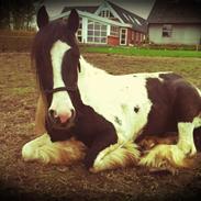 Irish Cob Blue Bell