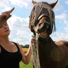 Dansk Varmblod Stenager's Remember Me