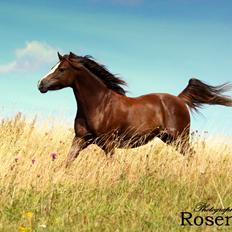 Welsh Pony (sec B) Maccoy, (Udlånt). Ejer: Annika Rosenqvist