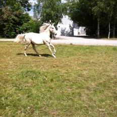 Palomino MiTho`s Diablo Blanco