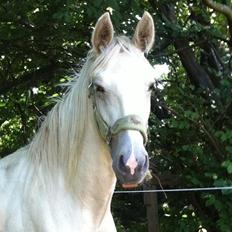 Palomino MiTho`s Diablo Blanco