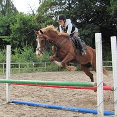 Welsh Cob (sec D) Okali D'alloue * Drømme ponyen*