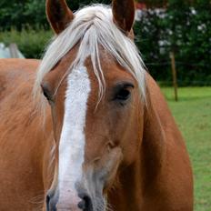 Haflinger Sofie