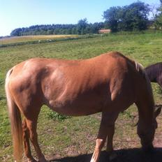 Palomino Blondie