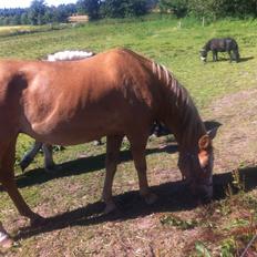 Palomino Blondie