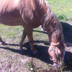 Palomino Blondie