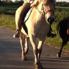 Fjordhest Dito Tidselbjerg [Rider]