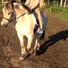 Fjordhest Dito Tidselbjerg [Rider]