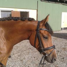 DSP Storgaards Amadeus