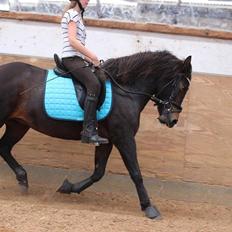 Islænder Gáska (hjælper med at ride)