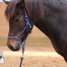 Islænder Gáska (hjælper med at ride)