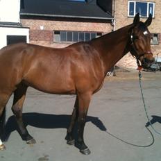 Dansk Varmblod Poppelgårdens Matrix