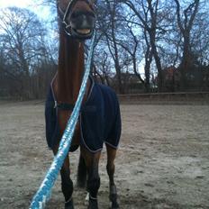 Dansk Varmblod Poppelgårdens Matrix