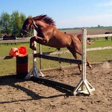 Welsh Partbred (Sec F) Laibek's First Excellence (Fister)