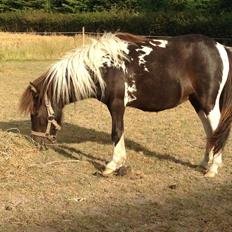 Shetlænder Molly