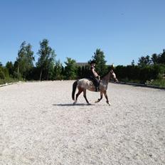 Knabstrupper Nørremarkens Maláco