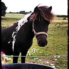 Shetlænder Molly
