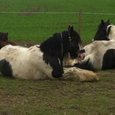 Irish Cob Schakesspeer