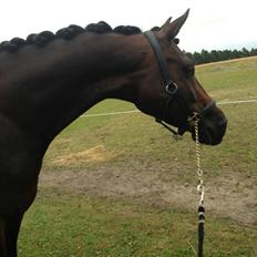 Dansk Varmblod Nitouche af sulsted